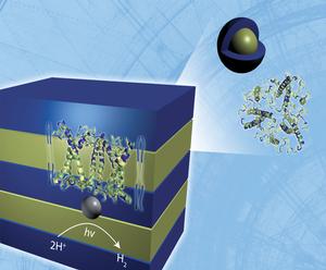 Neutron scattering analysis performed at DOE's Oak Ridge National Laboratory reveals the  lamellar structure of a hydrogen-producing, biohybrid composite material formed by the  self-assembly of naturally occurring, light harvesting proteins with polymers.