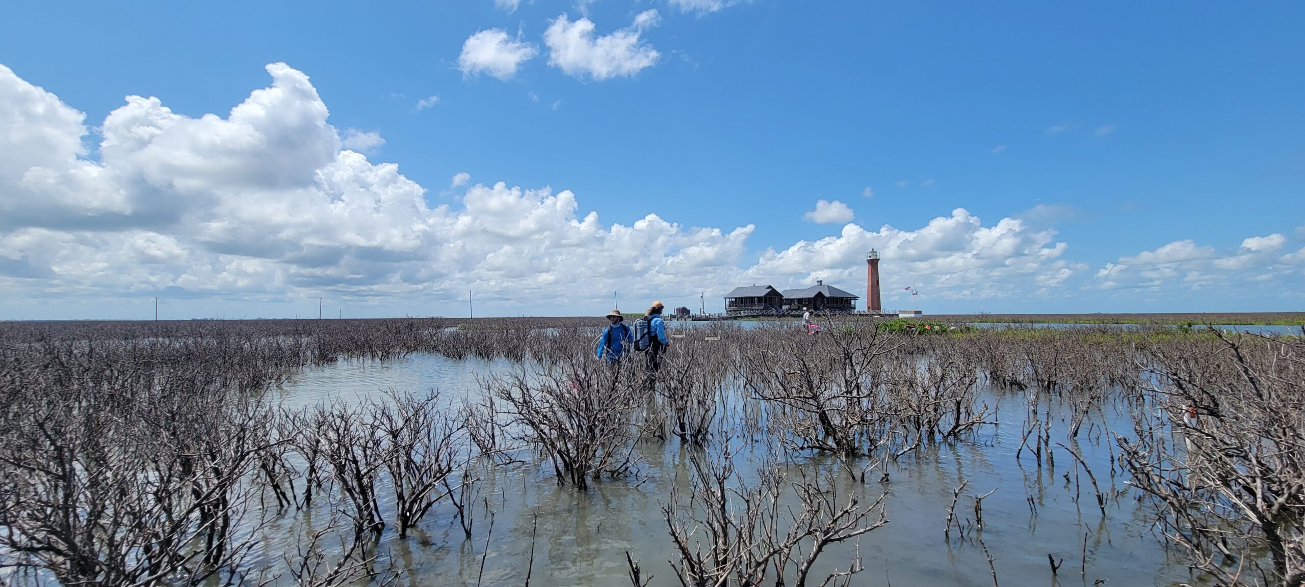 Taking porewater measurements in the sediment within the mangrove habitat.