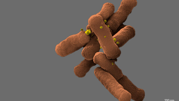 ORNL Placeholder Image