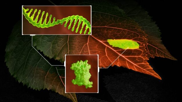ORNL Placeholder Image