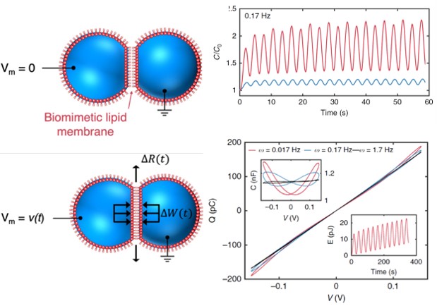 Dynamical Nonlinear Memory Capacitance in Biomimetic Membranes