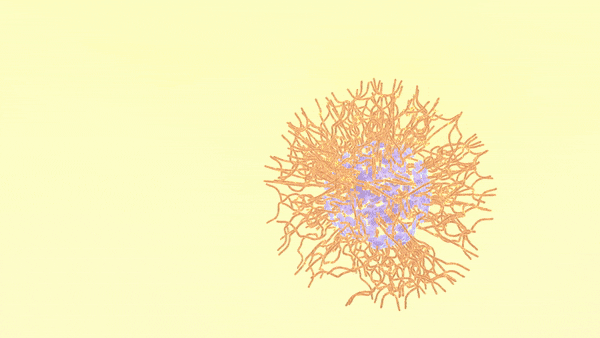Polymer self-assembly at the liquid-liquid interface in real time