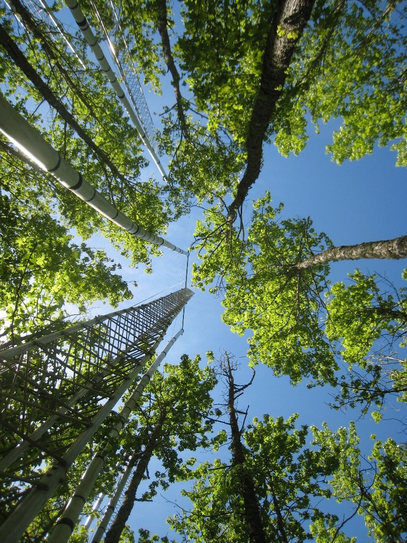 Data from the ORNL Free Air CO2 Enrichment experiment were combined with observations from more than 100 other FACE sites for this analysis, which revealed new insights about the relationship between plant biomass growth and soil carbon storage. Credit: Jeff Warren/ORNL, U.S. Dept. of Energy