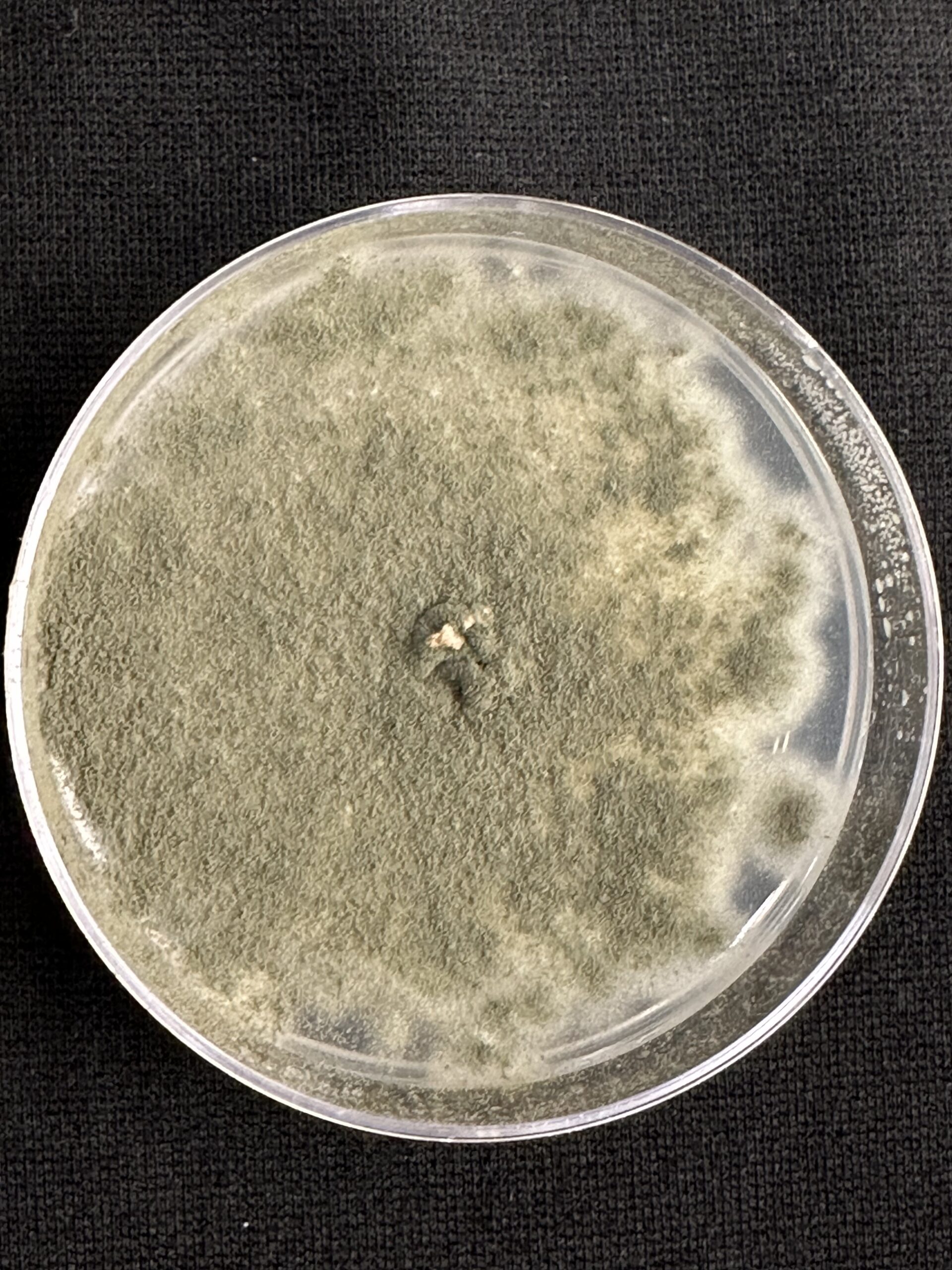 Shown here is a culture of the fungus Aspergillus fumigatus, one of several microbes being studied at ORNL for their impact on bioenergy crops such as the poplar tree. Credit: Tomás Rush/ORNL, U.S. Dept. of Energy