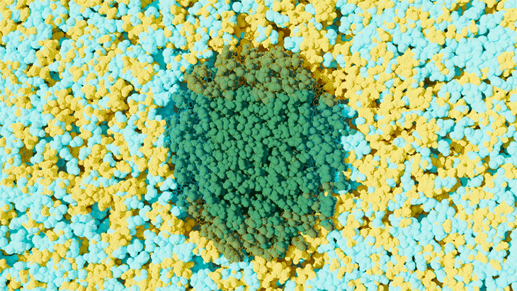 An organic solvent, shown in yellow, and water, shown in blue, separate and form nanoclusters on the hydrophobic and hydrophilic sections of green-colored plant material, driving the efficient deconstruction of biomass. Credit: Michelle Lehman/ORNL, U.S. Dept. of Energy
