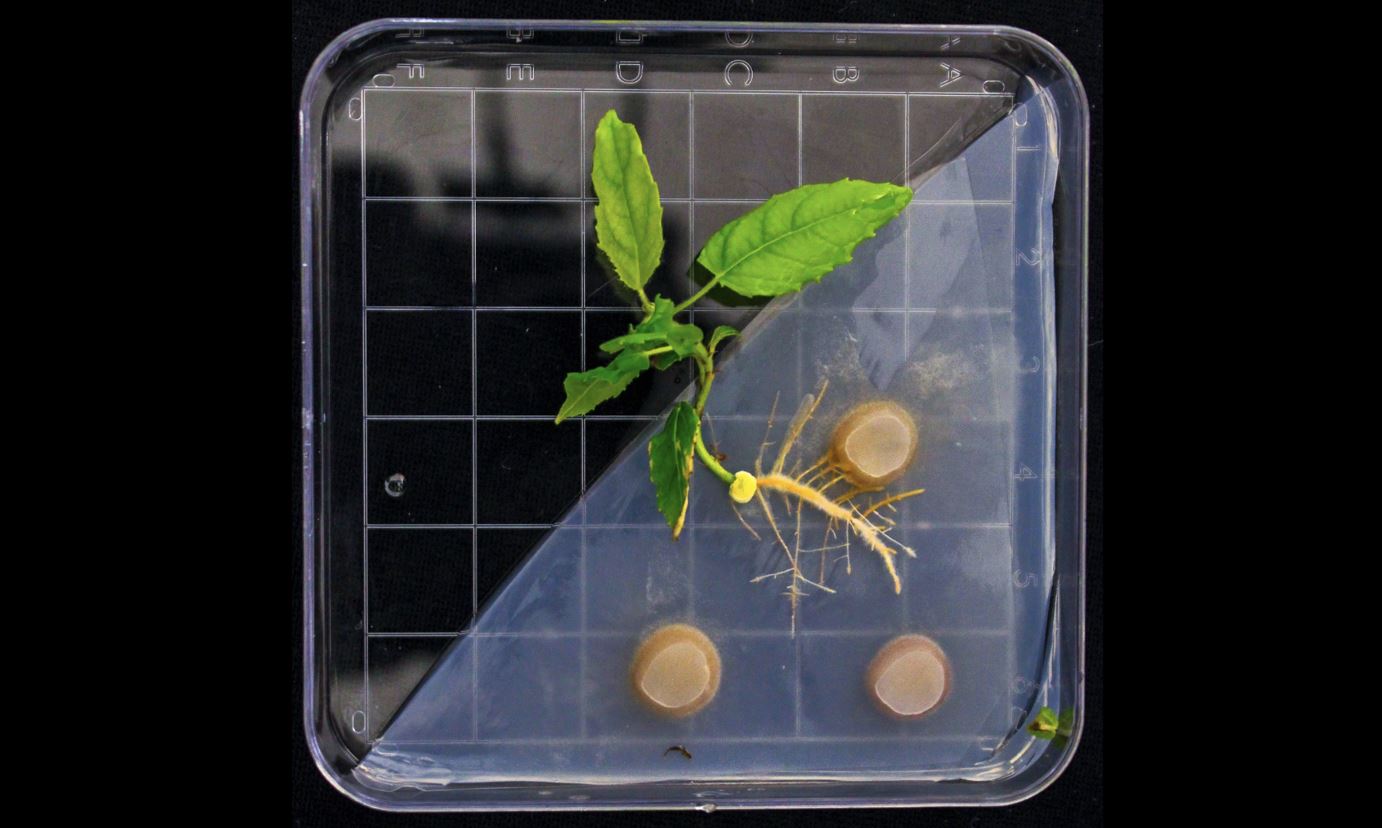 A three-leaf plant microbe on a grid slide with three gold circles to the bottom left