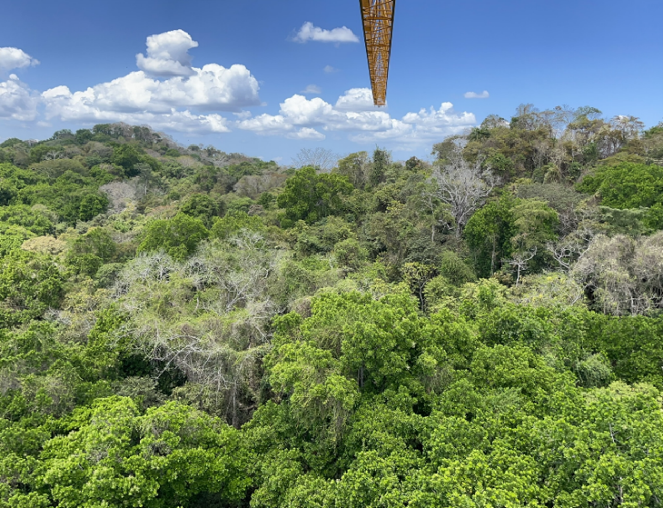 An observation tower overlooks a Panama rainforest