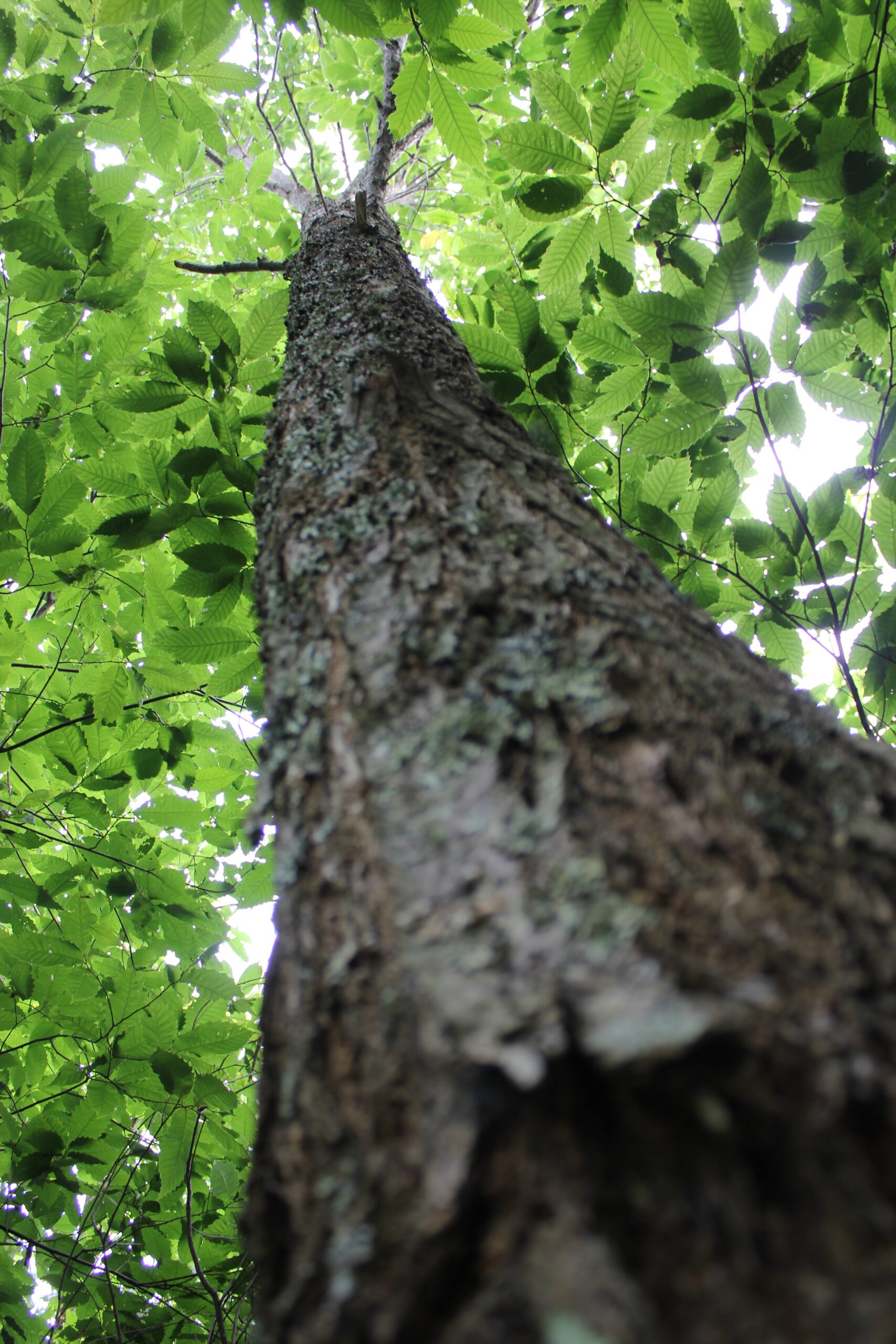 Upward view of a tall chestnut tree trunk and green leaves forming a canopy overhead.