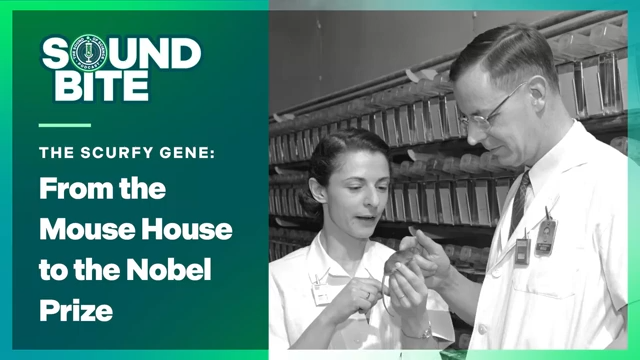 Podcast cover titled “Sound Bite: The Scurfy Gene—From the Mouse House to the Nobel Prize,” featuring two scientists examining a sample in a lab with rows of mouse cages in the background.