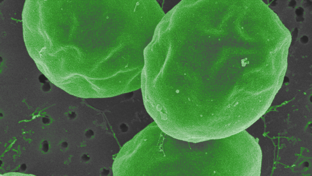 ORNL Placeholder Image