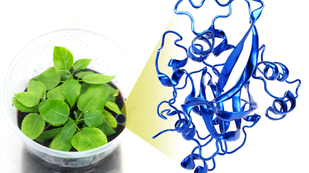 ORNL Placeholder Image
