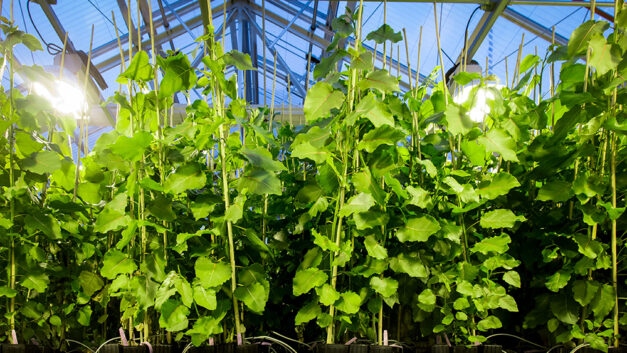 ORNL Placeholder Image