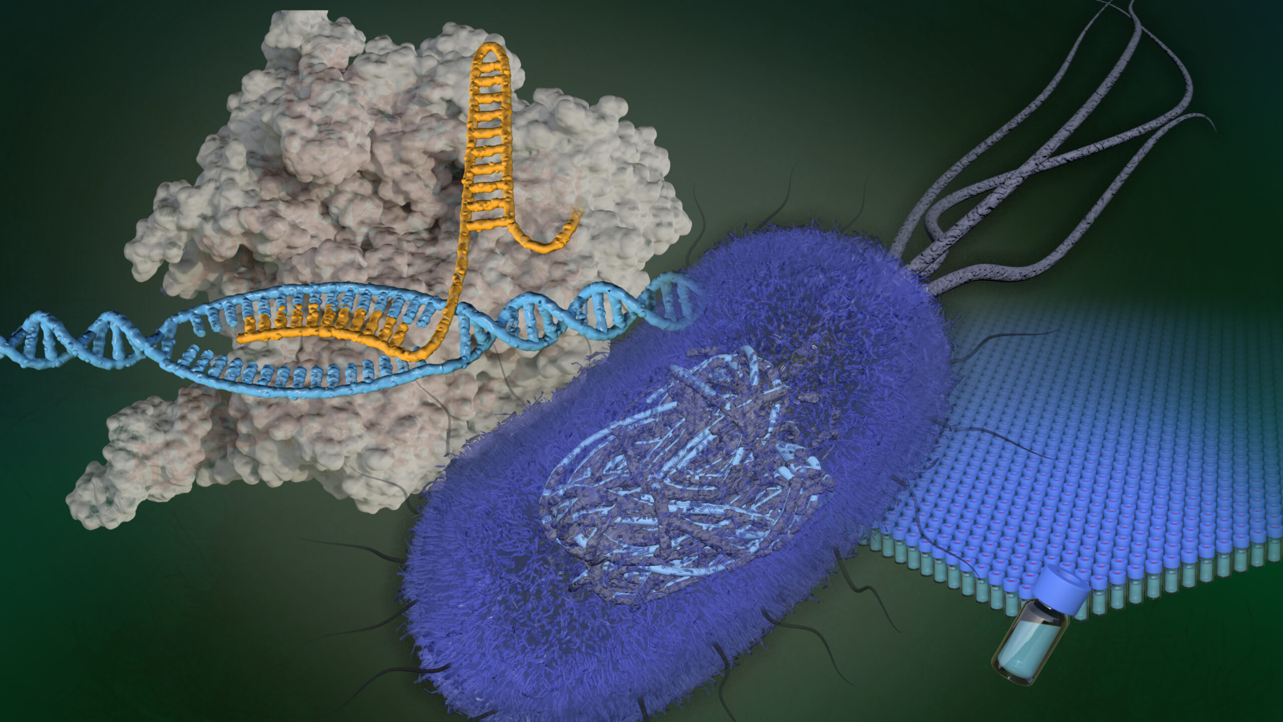Illustration of a CRISPR protein complex binding to DNA inside a cell.
